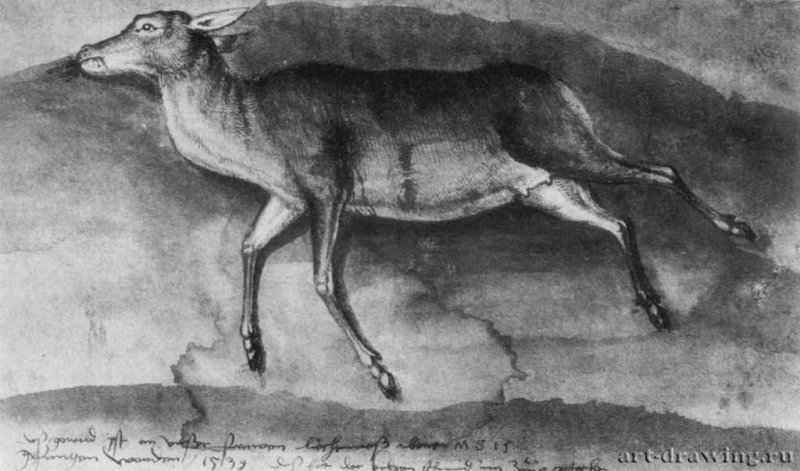 Мертвая косуля. 1539 - 130 х 220 мм. Акварель на бумаге. Утрачен во время Второй мировой. Германия.