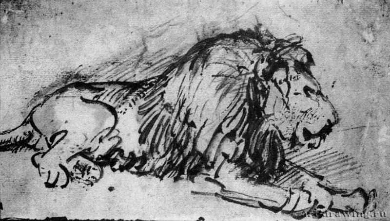 Лежащий лев. 1660-1662 - Бумага, перо, бистр 11,9 x 21,2 Риксмузеум Амстердам