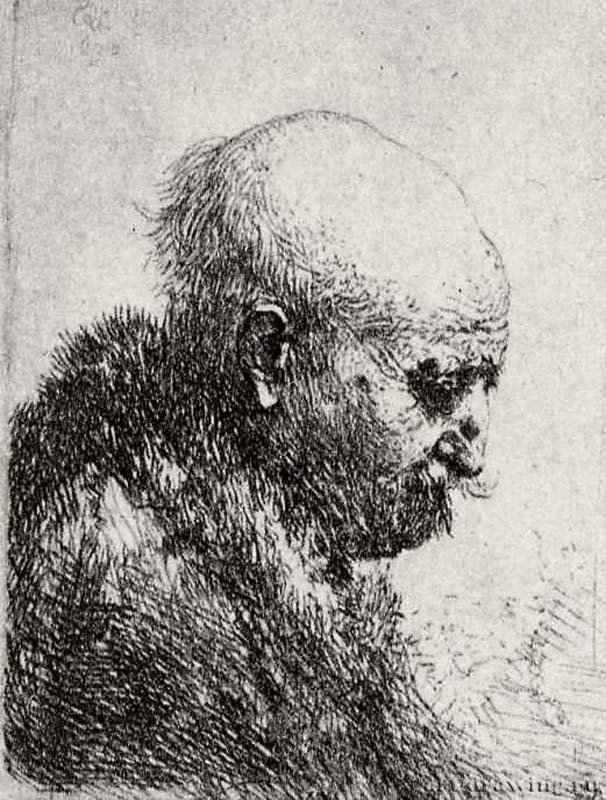 Лысый старик в профиль вправо (полуфигура). 1630 - Офорт 56 x 43 мм Собрание Я. де Брёйна