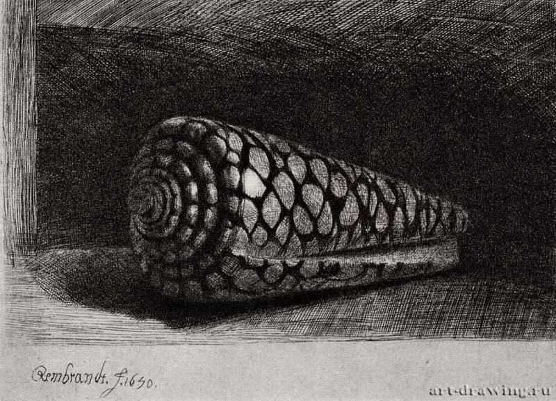 Раковина 1650 - Офорт 97 x 131 мм Собрание Я. де Брёйна