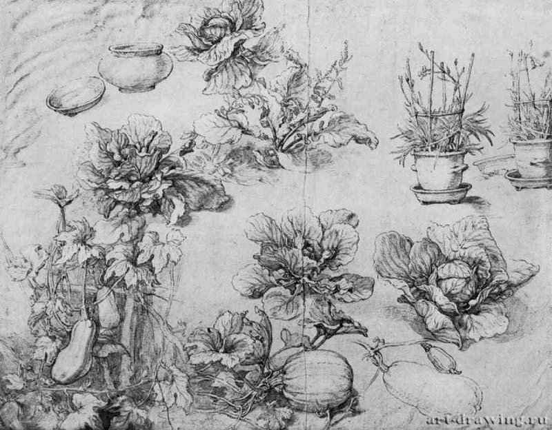 Лист с этюдами садовых растений. 1603 - 289 х 377 мм. Перо серым тоном, отмывка, сангина, на бумаге. Париж. Школа изящных искусств, личные коллекции. Голландия.
