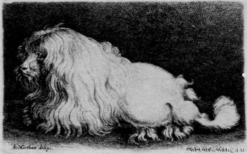Болонская собака (Болонка). 1649 - 76 х 121 мм. Офорт. Берлин. Гравюрный кабинет. Чехия.
