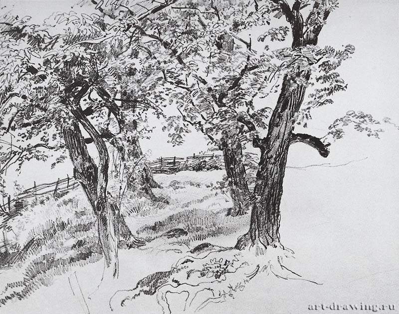 Деревья. 1870-е - 21,9 х 28,9