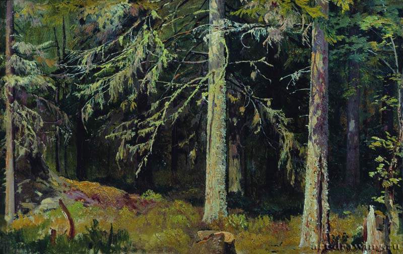 Еловый лес. 1890 - 36,5 х 59,5