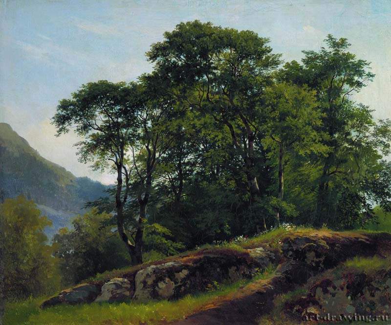 Буковый лес в Швейцарии. 1863 - 51 х 61.5