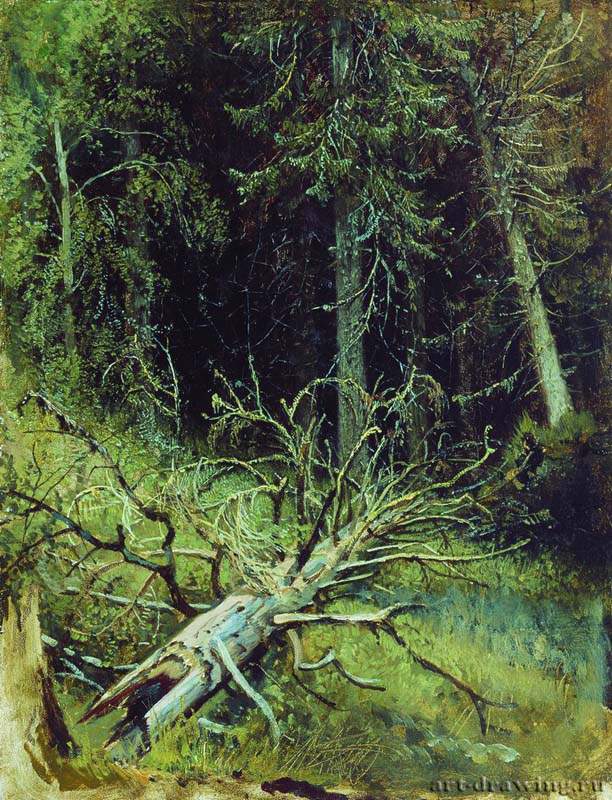 В еловом лесу. 1870-е - 34 х 27