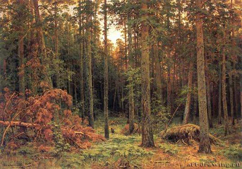 Сосновый лес. 1885
