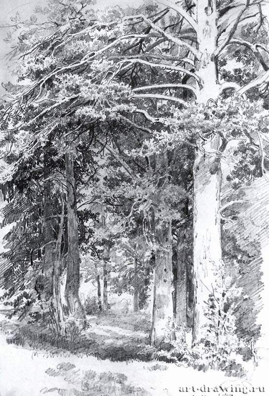 Сосновый лес. 1889 - 48,2 х 32.8