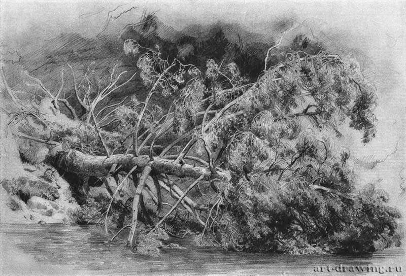 Упавшее дерево. Сиверская. 1879 - 29 х 43
