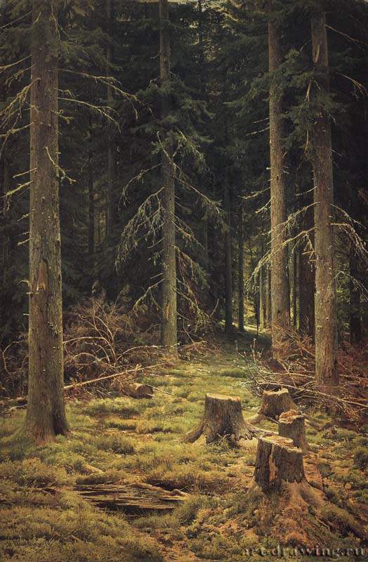 Хвойный лес. 1873 - 144 х 98,5