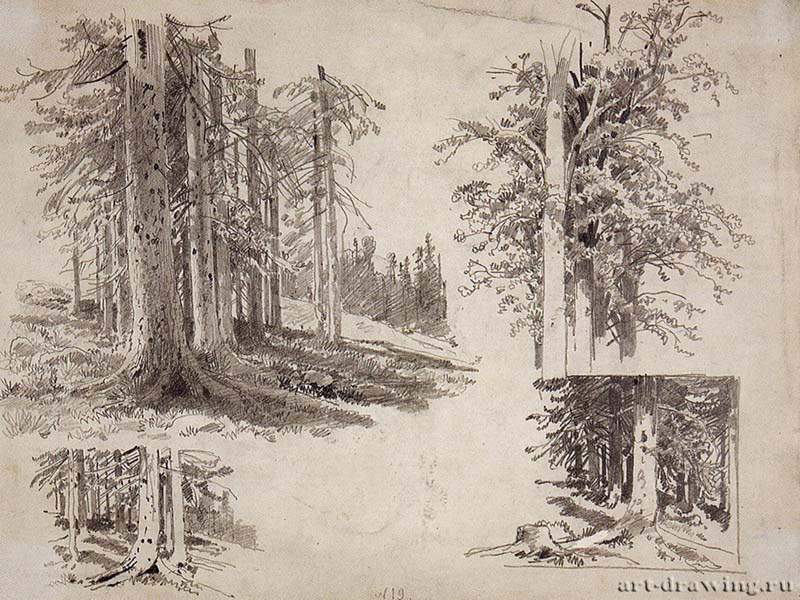 Этюды деревьев. 1880-е - 24,3 х 32,2