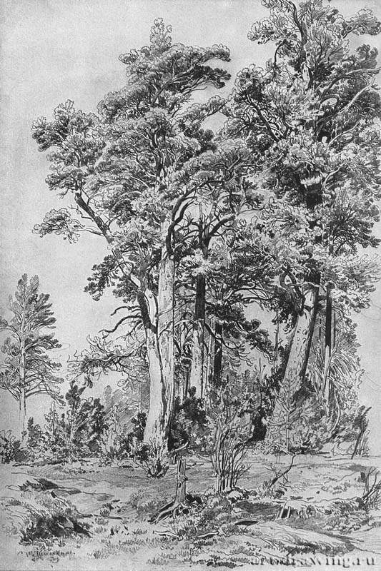 В лесу. 1889 - 69.1 х 40,1