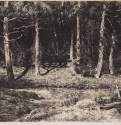 Березняк. 1885 - 21,5 х 30,8