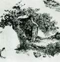 Группа лиственных деревьев и камни. Набросок